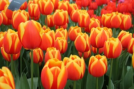 Gyönyörű piros-sárga tulipánok.